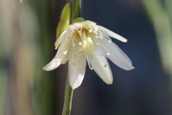 http://www.cloudjungle.com/cloudjungle/cactaceae/lepismium/lepismium Warmingianum flower 1.jpg